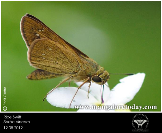 butterfly park belvai, Mangalore